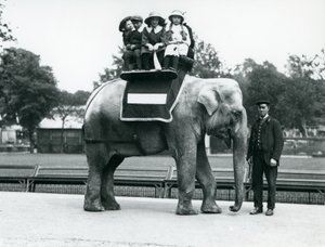 Una elefanta india 